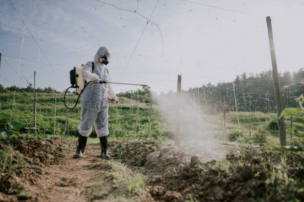 Best Ant Control Services  in San Pablo, CA