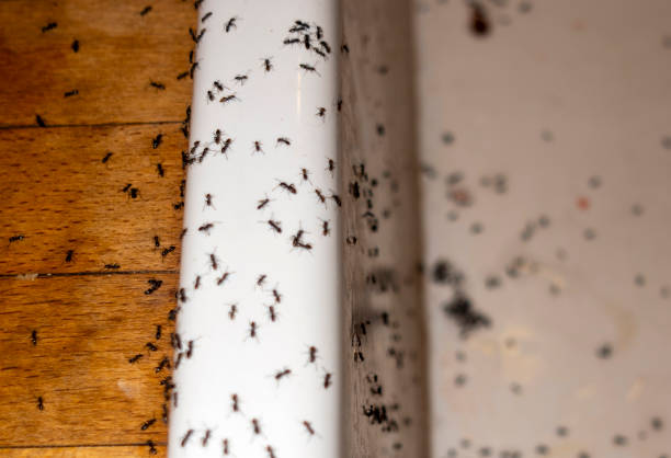 Best Emergency Pest Control  in San Pablo, CA